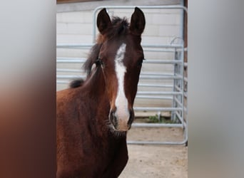 German Riding Pony Mix, Mare, Foal (03/2023), 14.2 hh, Brown