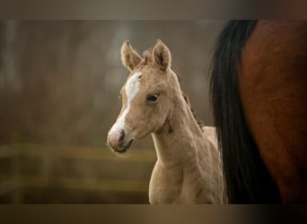 German Riding Pony, Mare, , 14,2 hh, Buckskin