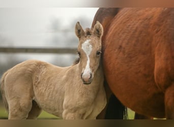 German Riding Pony, Mare, , 14,2 hh, Buckskin