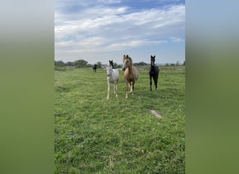 German Riding Pony, Mare, , 14,2 hh, Cremello