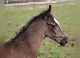 German Riding Pony, Mare, Foal (03/2024), 14.2 hh