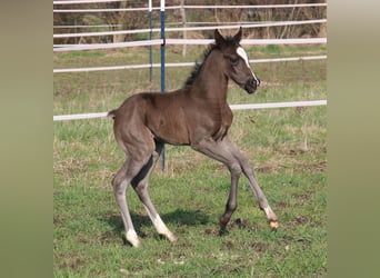 German Riding Pony, Mare, Foal (03/2024), 14.2 hh
