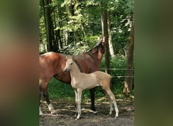 German Riding Pony, Mare, Foal (05/2023), 14.2 hh, Dun