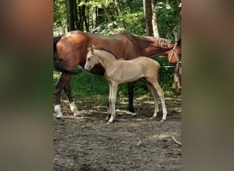 German Riding Pony, Mare, Foal (05/2023), 14.2 hh, Dun