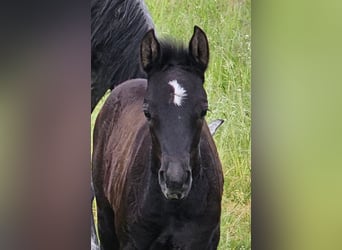 German Riding Pony, Mare, Foal (04/2024), 14,2 hh, Gray-Dark-Tan