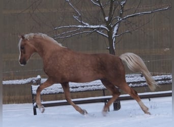 German Riding Pony, Mare, Foal (05/2026), 14.2 hh, Palomino
