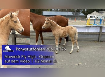 German Riding Pony, Mare, Foal (03/2026), 14.2 hh, Palomino