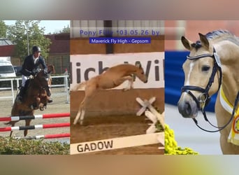 German Riding Pony, Mare, Foal (03/2026), 14.2 hh, Palomino