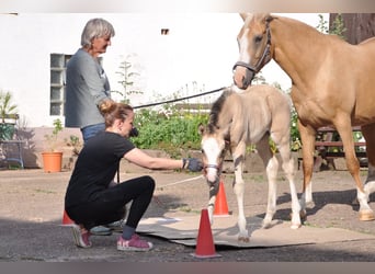 German Riding Pony, Mare, , 14,1 hh, Buckskin