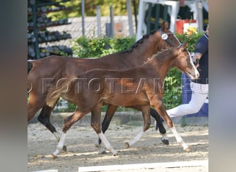 German Riding Pony, Mare, Foal (02/2025), 14,1 hh, Chestnut