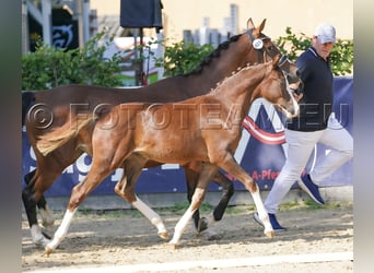 German Riding Pony, Mare, Foal (02/2025), 14,1 hh, Chestnut
