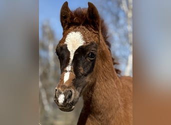 German Riding Pony, Mare, Foal (02/2026), 14,1 hh, Chestnut