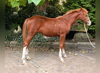 German Riding Pony, Mare, Foal (03/2025), 14,1 hh, Chestnut-Red