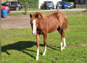 German Riding Pony, Mare, Foal (03/2025), 14,1 hh, Chestnut-Red
