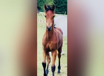 German Riding Pony, Mare, Foal (04/2025), 14,2 hh, Brown
