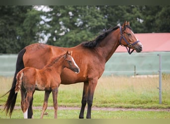 German Riding Pony, Mare, Foal (01/2025), 14,2 hh, Brown