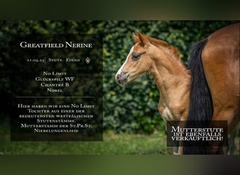 German Riding Pony, Mare, , 14,2 hh, Chestnut-Red