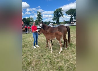 German Riding Pony, Mare, Foal (05/2025), 14,2 hh, Chestnut
