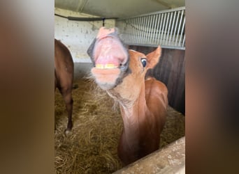 German Riding Pony, Mare, Foal (05/2025), 14,2 hh, Chestnut