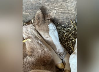 German Riding Pony, Mare, Foal (03/2025), 14,2 hh, Palomino