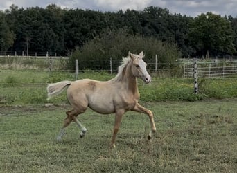 German Riding Pony, Mare, Foal (03/2025), 14,2 hh, Palomino