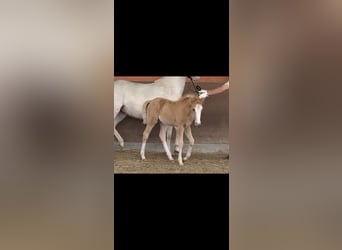 German Riding Pony, Mare, Foal (03/2025), 14,2 hh, Palomino