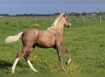 German Riding Pony, Mare, Foal (01/2025), 14,2 hh, Palomino