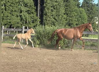 German Riding Pony, Mare, , 14,2 hh, Palomino