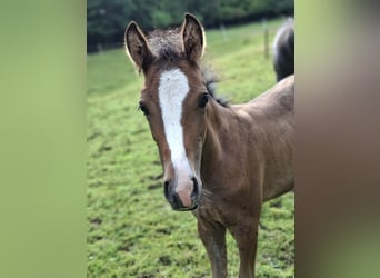 German Riding Pony, Mare, Foal (05/2025), 14,2 hh, Red Dun