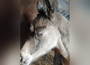 German Riding Pony, Mare, , 15.1 hh, Buckskin