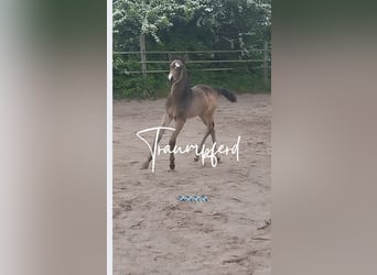 German Riding Pony, Mare, , 15.1 hh, Buckskin