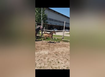 German Riding Pony, Mare, , 15,1 hh, Buckskin