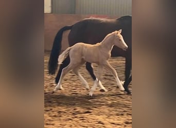 German Riding Pony, Mare, Foal (03/2025), 15,1 hh, Palomino