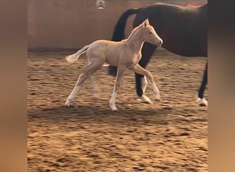 German Riding Pony, Mare, Foal (03/2025), 15,1 hh, Palomino