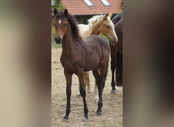 German Riding Pony, Mare, Foal (05/2026), Bay-Dark