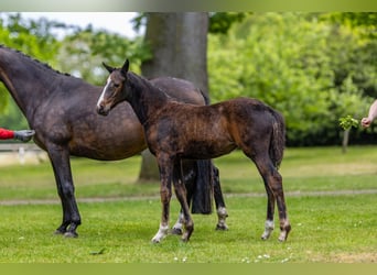German Riding Pony, Mare, , Bay-Dark