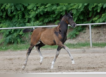 German Riding Pony, Mare, Foal (04/2026), Bay-Dark