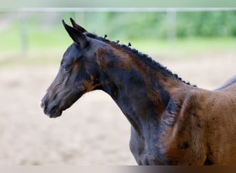 German Riding Pony, Mare, Foal (04/2026), Bay-Dark