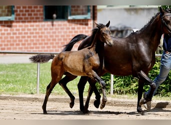 German Riding Pony, Mare, Foal (04/2026), Bay-Dark