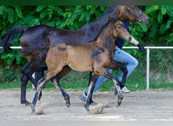 German Riding Pony, Mare, Foal (04/2026), Bay-Dark