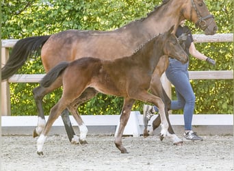 German Riding Pony, Mare, , Bay-Dark