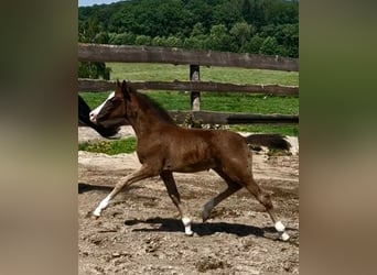 German Riding Pony, Mare, , Black
