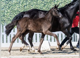 German Riding Pony, Mare, Foal (02/2026), Black