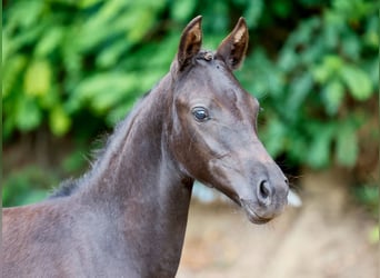 German Riding Pony, Mare, Foal (04/2024), Black