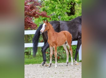 German Riding Pony, Mare, Foal (02/2024), Brown