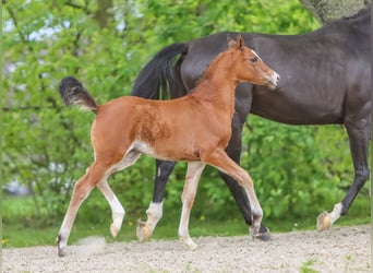 German Riding Pony, Mare, Foal (02/2024), Brown