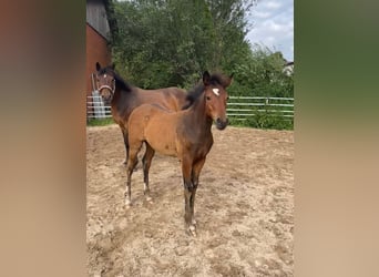 German Riding Pony, Mare, Foal (04/2024), Brown