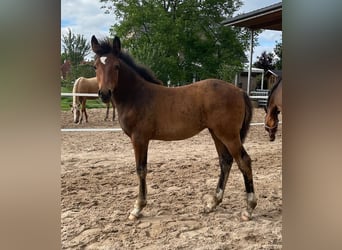 German Riding Pony, Mare, Foal (04/2024), Brown