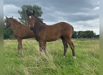 German Riding Pony, Mare, Foal (04/2024), Brown