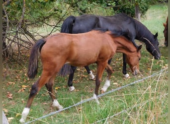 German Riding Pony, Mare, Foal (04/2025), Brown